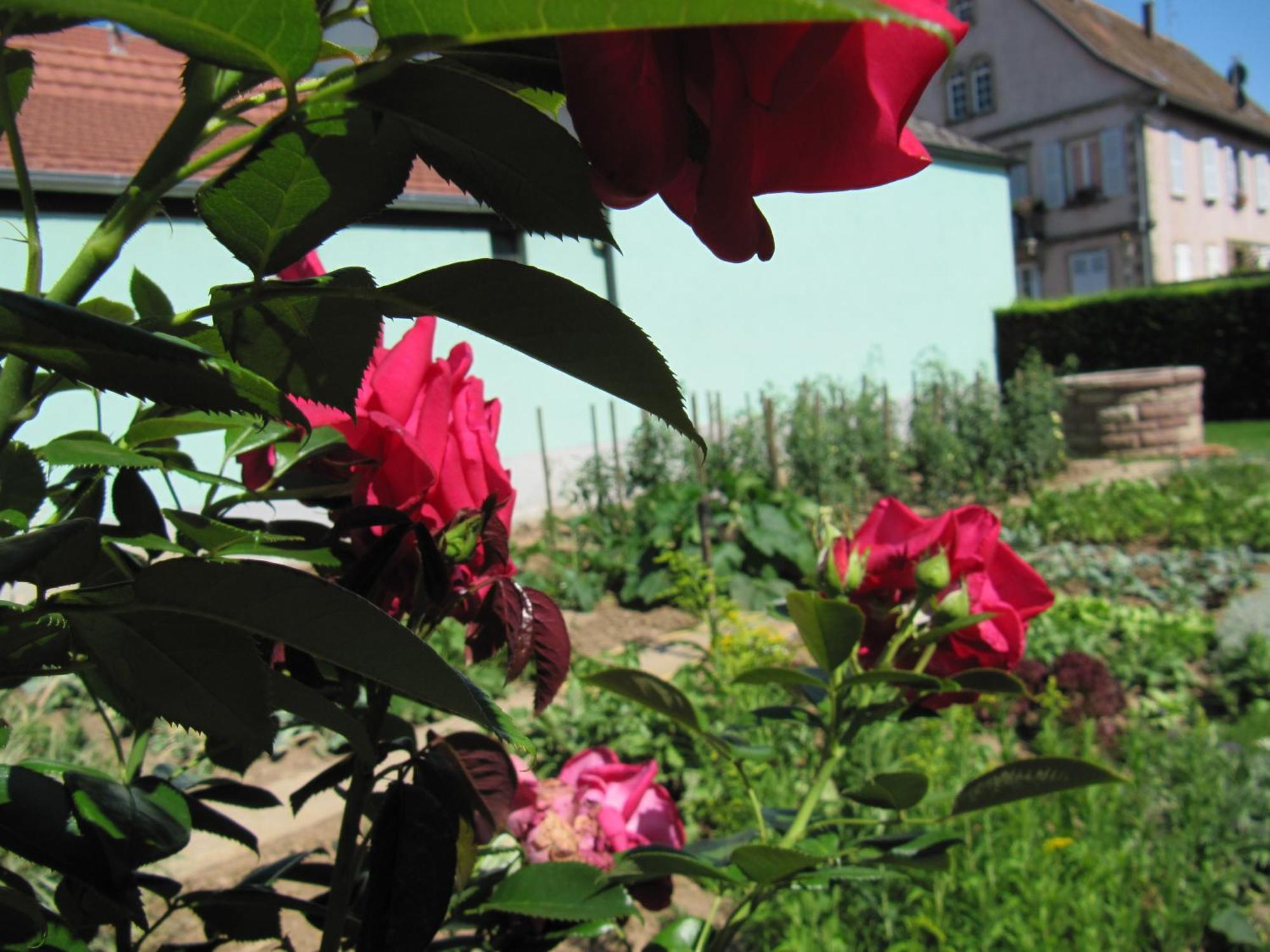 Bed and Breakfast La Ferme De Louise Hohengoeft Экстерьер фото